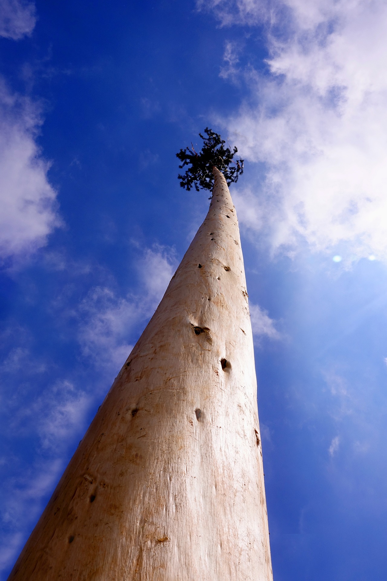 Maibaum wird versteigert